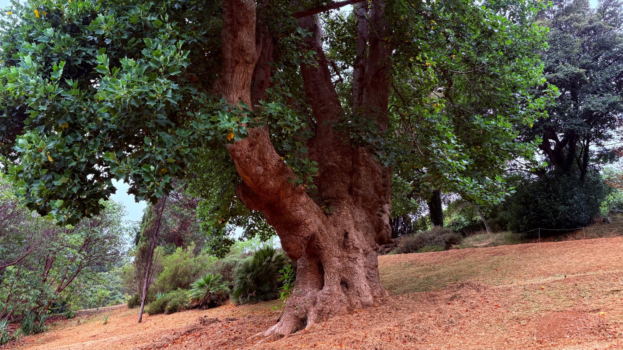 Ancient Tree